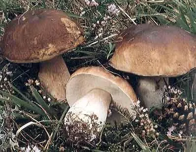 Virginia R.h. Hotel 2*